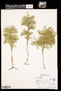 Dendrolycopodium obscurum image