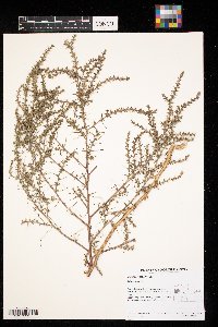 Salsola tragus image