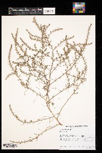 Salsola tragus image