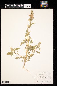 Amaranthus retroflexus image