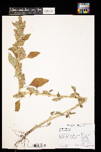 Amaranthus retroflexus image