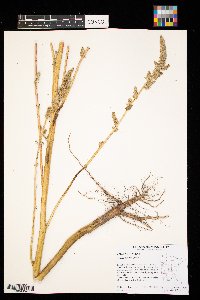 Amaranthus retroflexus image