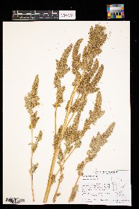 Amaranthus retroflexus image