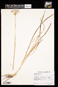 Allium tuberosum image