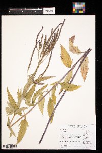 Verbena hastata image