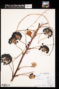 Smilax lasioneura image