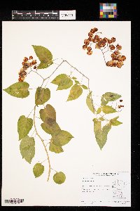 Solanum dulcamara image