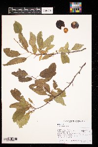 Prunus americana image