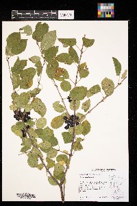 Rhamnus cathartica image