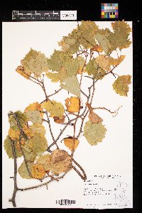 Crataegus chrysocarpa image