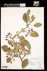 Malus pumila image