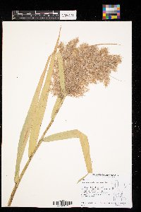 Phragmites australis image