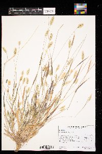 Setaria pumila image