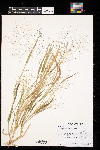 Muhlenbergia asperifolia image