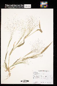 Muhlenbergia asperifolia image