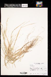 Hordeum jubatum image