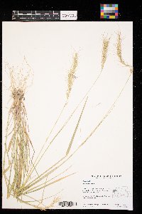 Elymus canadensis image