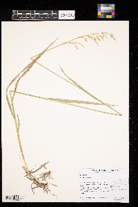 Bromus inermis image