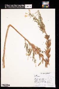 Oenothera biennis image