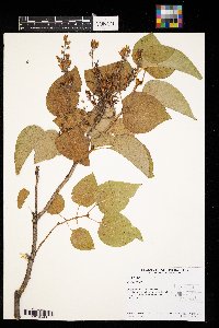 Syringa vulgaris image