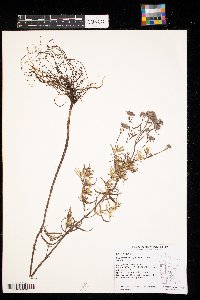 Pycnanthemum virginianum image