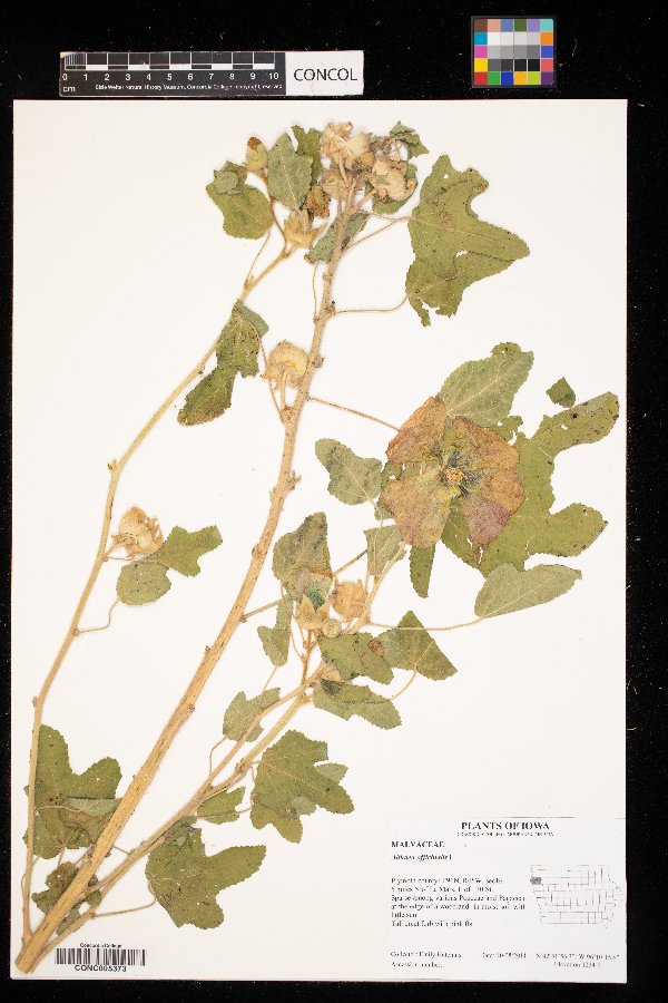 Althaea officinalis image