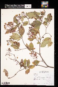 Cornus sericea image