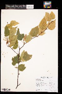 Betula papyrifera image