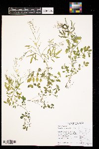 Cardamine pensylvanica image