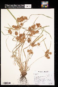 Cyperus odoratus image