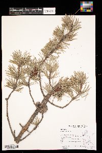 Pinus banksiana image