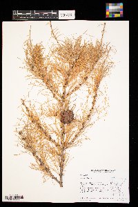 Larix decidua image