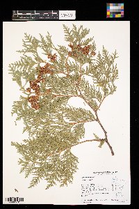 Thuja occidentalis image