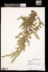 Juniperus communis image