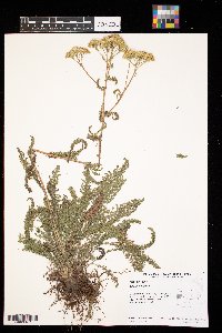 Achillea millefolium image