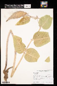 Asclepias syriaca image