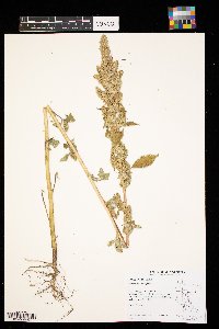 Amaranthus retroflexus image