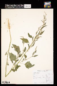 Chenopodium album image