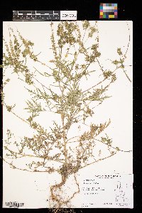 Ambrosia artemisiifolia image