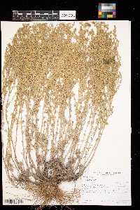 Artemisia frigida image