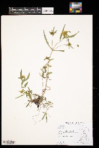 Bidens cernua image