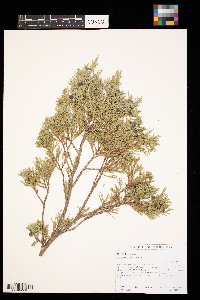 Juniperus scopulorum image