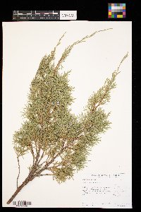 Juniperus scopulorum image