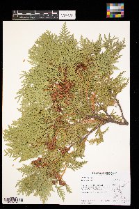 Thuja occidentalis image