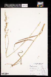 Sorghastrum nutans image