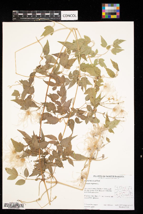 Clematis virginiana image