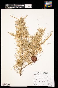 Larix laricina image