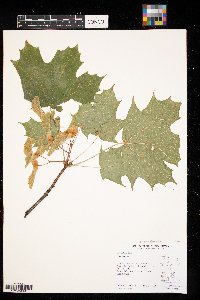 Acer platanoides image