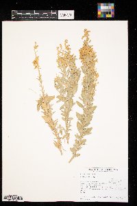 Atriplex gardneri image