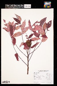 Rhus glabra image